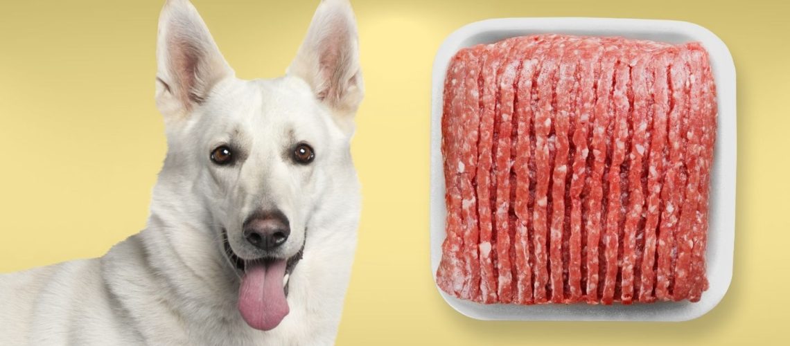 Can Dogs Eat ground beef?