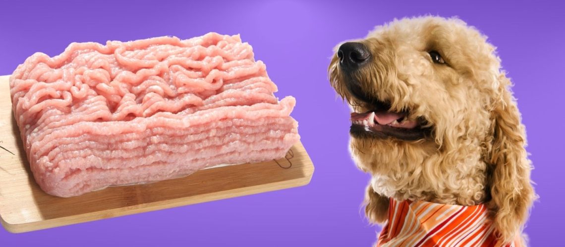 Can Dogs Eat ground turkey?