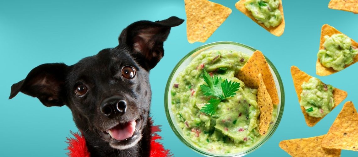 Can Dogs Eat guacamole?