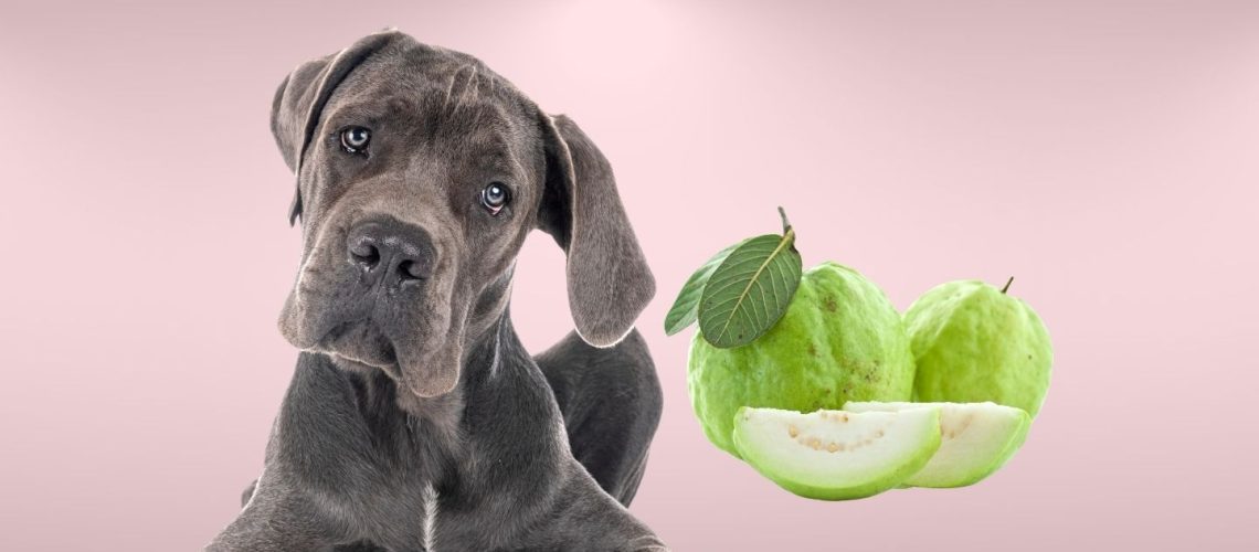 Can Dogs Eat guava?