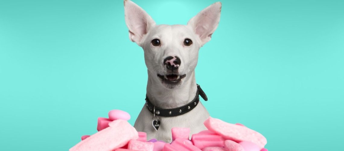 Can Dogs Eat gum?