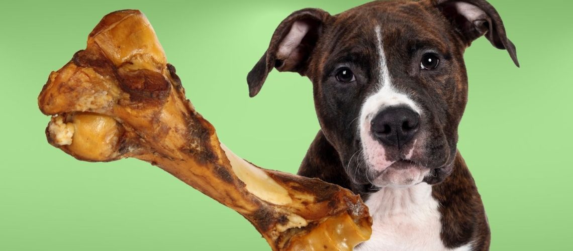 Can Dogs Eat ham bones?