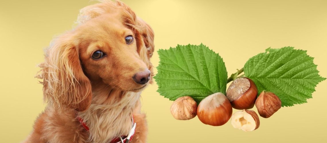 Can Dogs Eat Hazelnuts? A Comprehensive Guide