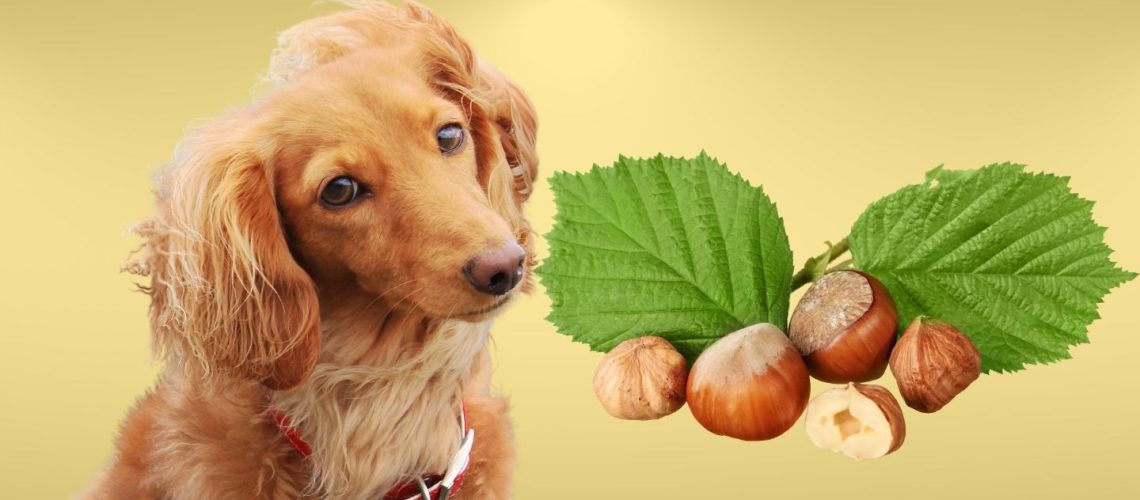 Can Dogs Eat hazelnuts?