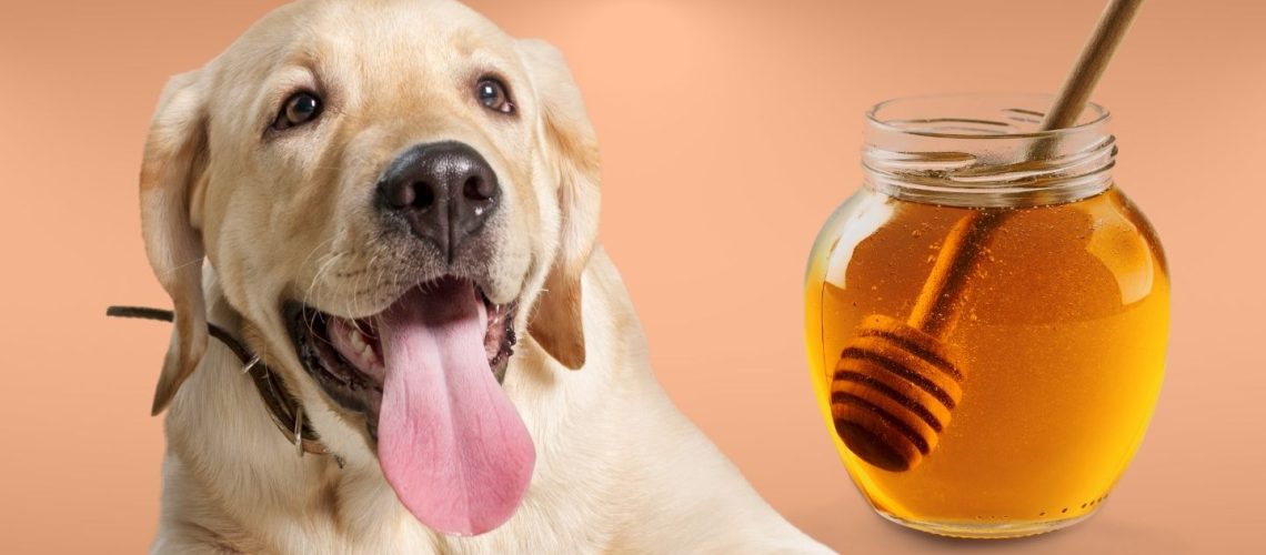Can Dogs Eat honey?