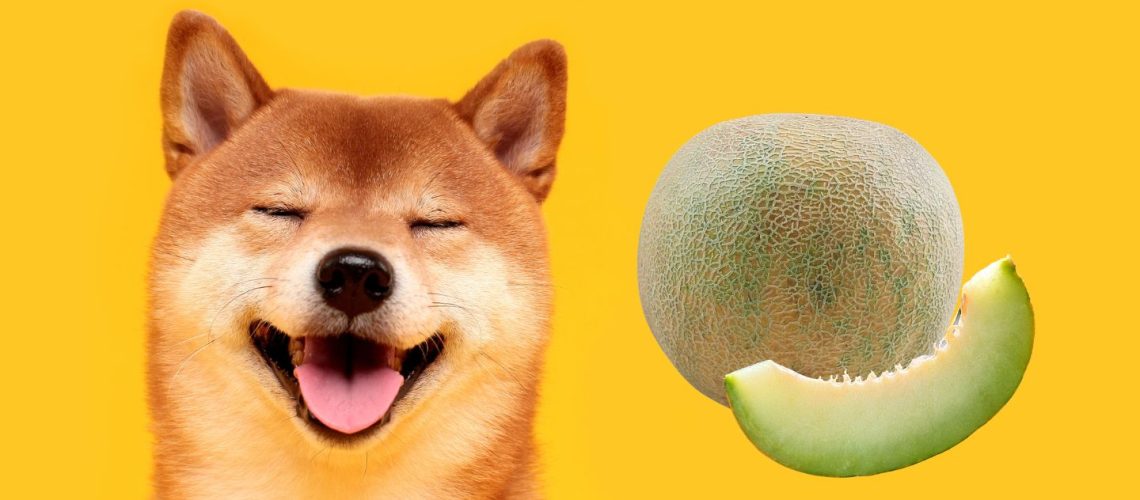 Can Dogs Eat honeydew?