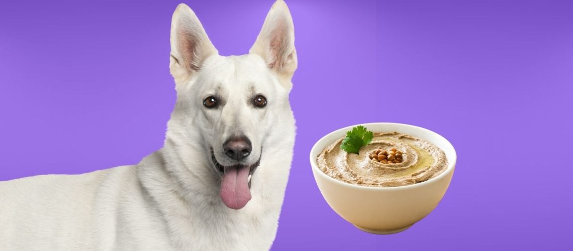 Can Dogs Eat hummus?