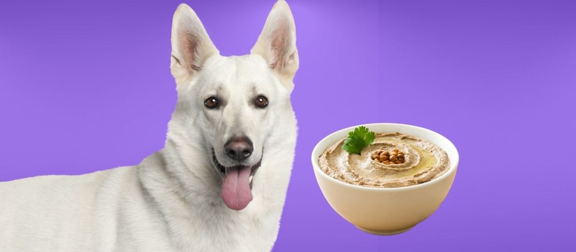 Can Dogs Eat hummus?