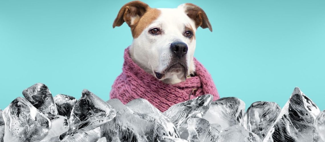 Can Dogs Eat ice?