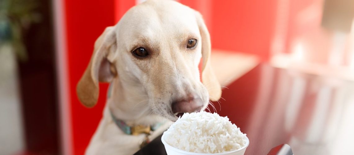 Can dogs eat jasmine rice? A comprehensive guide