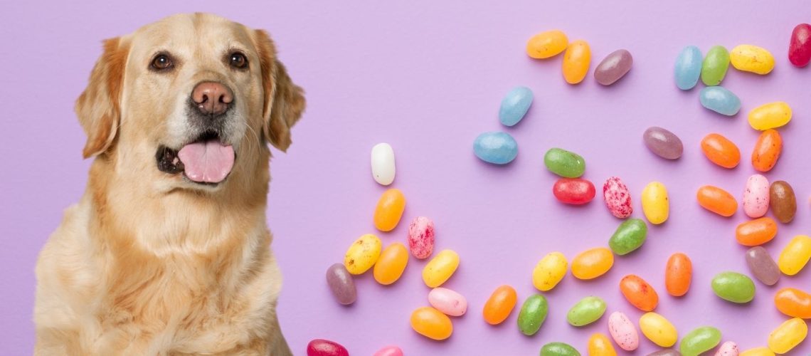 Can Dogs Eat jelly beans?