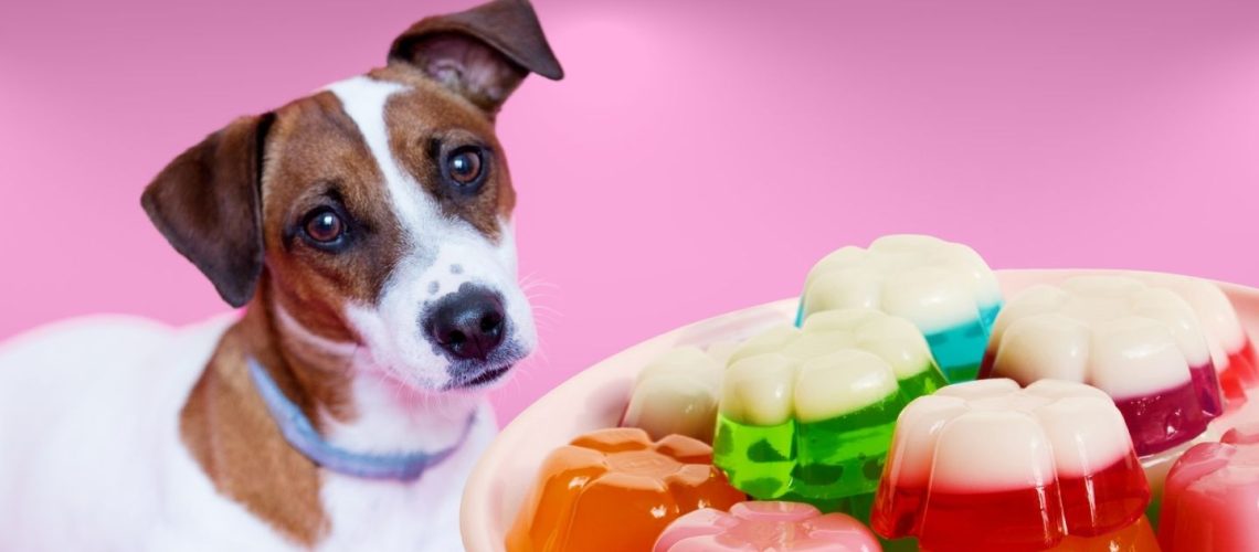 Can Dogs Eat jelly?