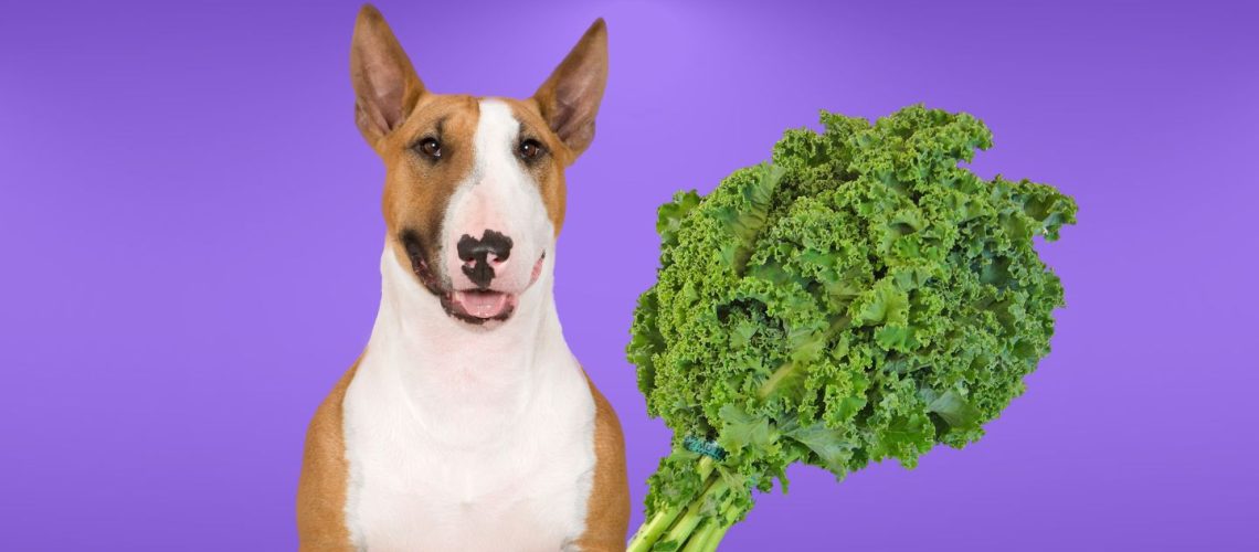 Can Dogs Eat kale?