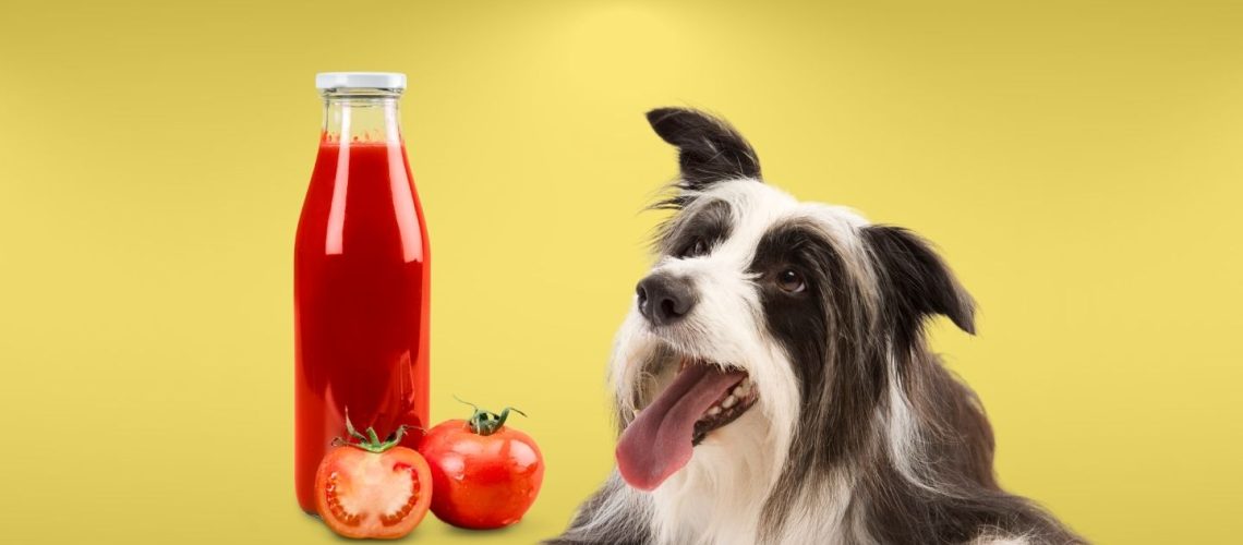 Can Dogs Eat ketchup?