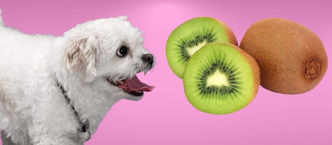 Can Dogs Eat kiwi fruit?