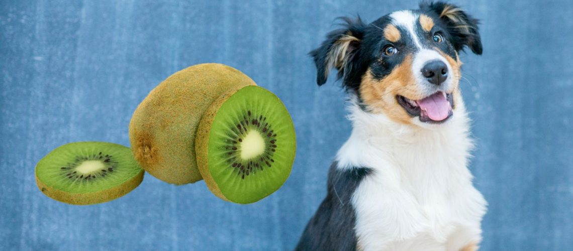 Can Dogs Eat Kiwi? Everything You Need to Know