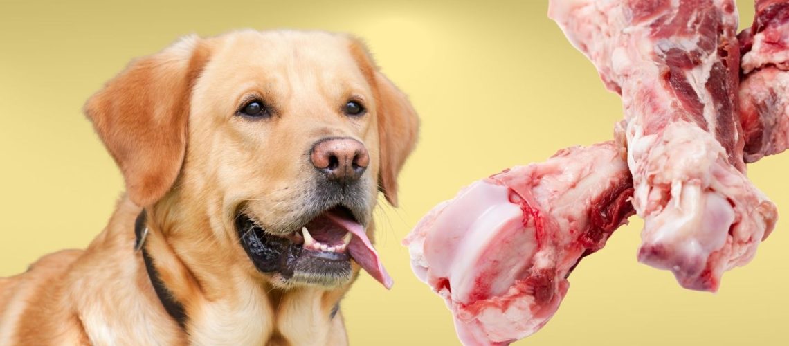 Can Dogs Eat lamb bones?
