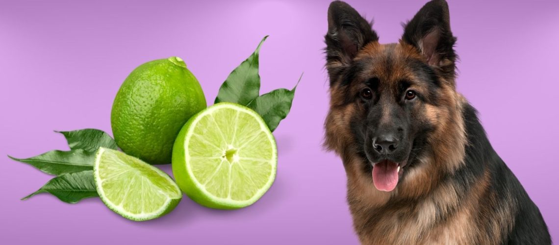 Can Dogs Eat lime?