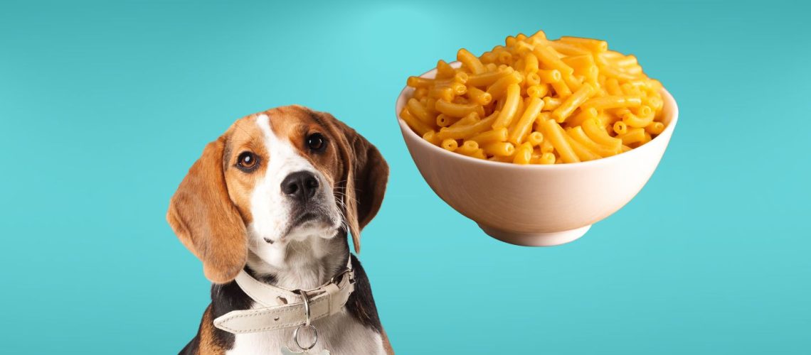 Can Dogs Eat mac and cheese?