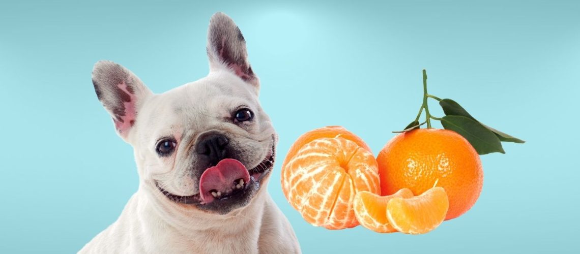 Can Dogs Eat mandarins?