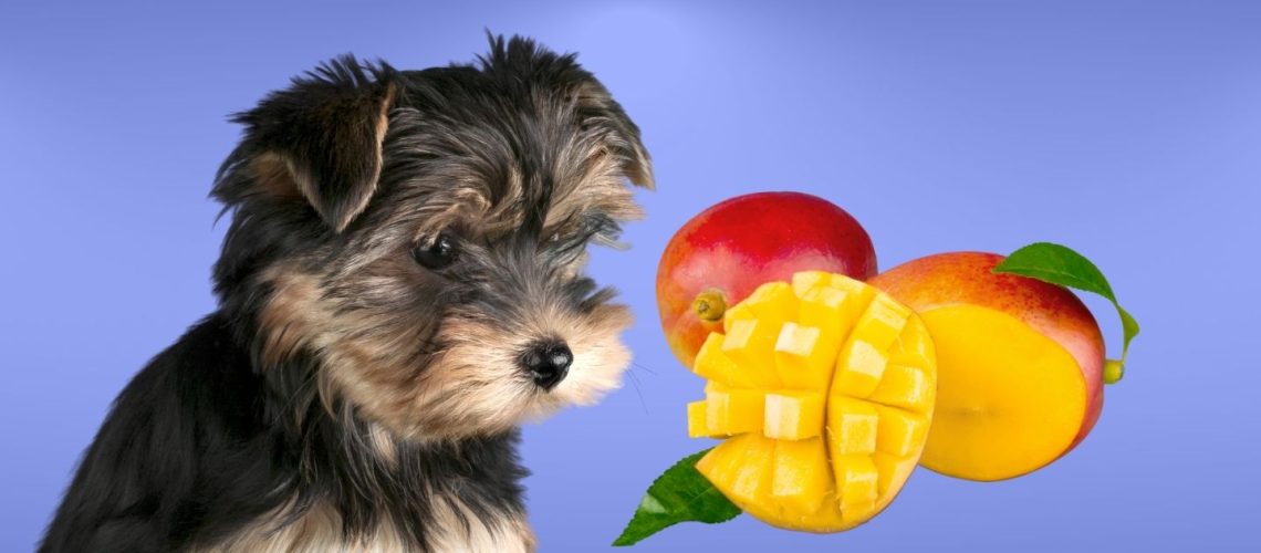 Can Dogs Eat mango?