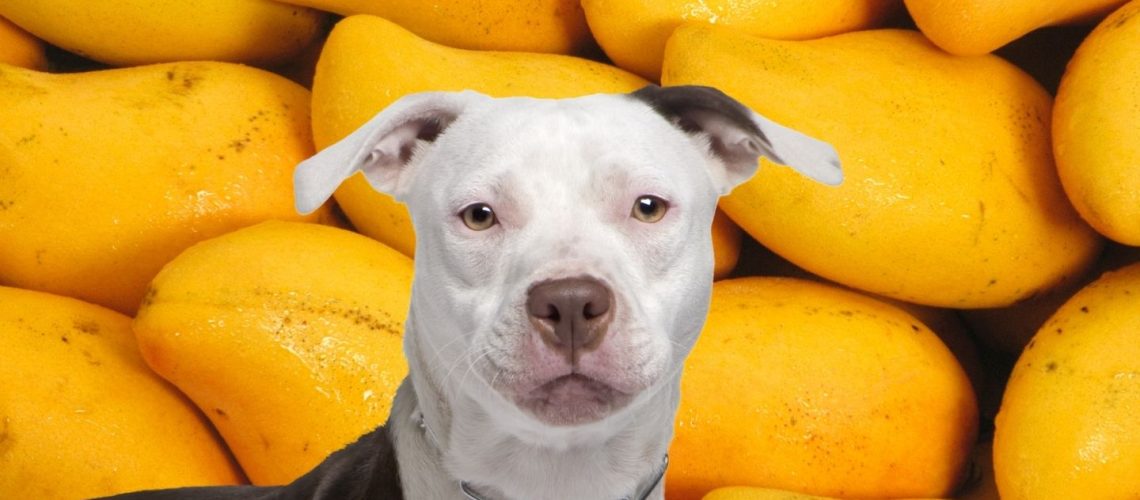 Can Dogs Eat mango skin?