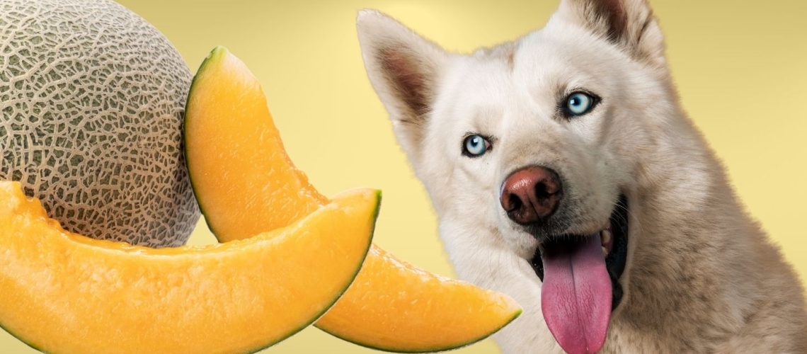 Can Dogs Eat melon?