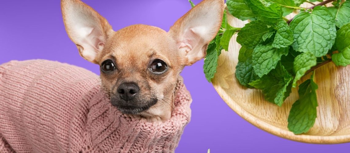 Can Dogs Eat mint?