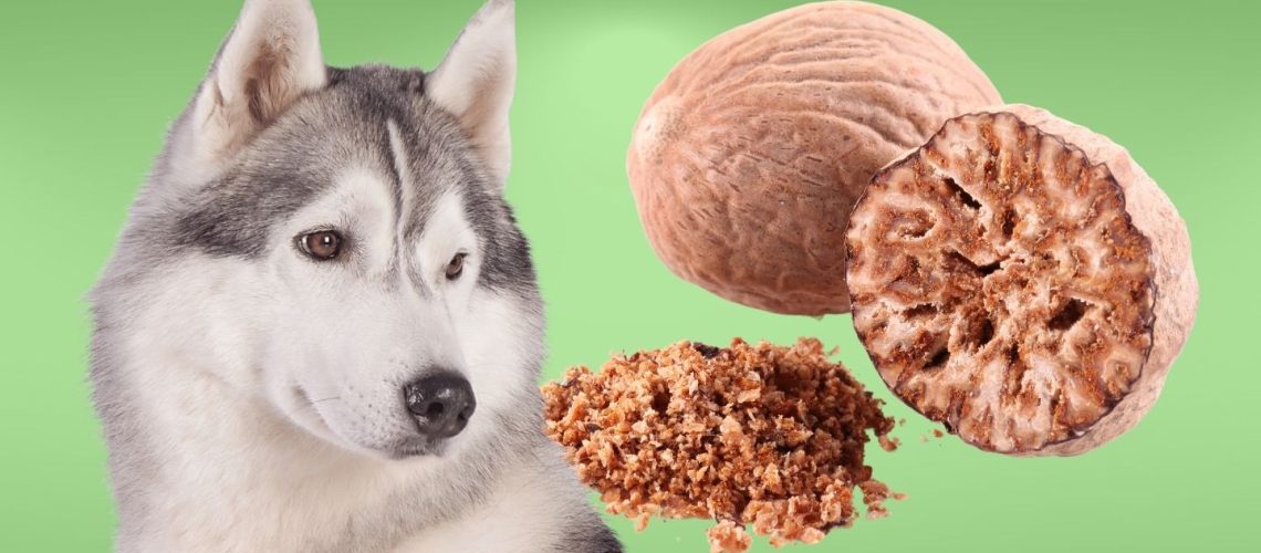 Can Dogs Eat nutmeg?
