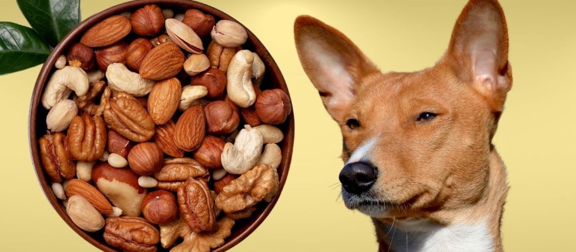 Can Dogs Eat nuts?