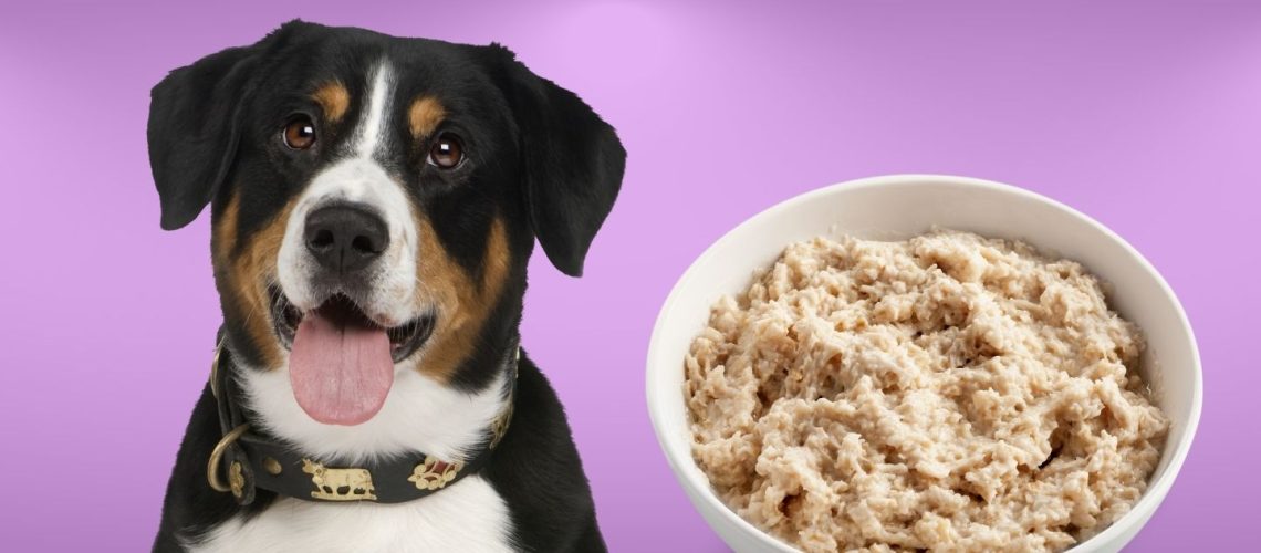 Can Dogs Eat oatmeal?