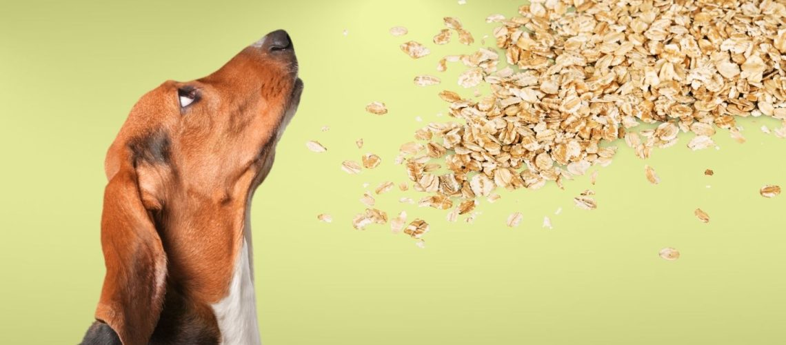 Can Dogs Eat oats?