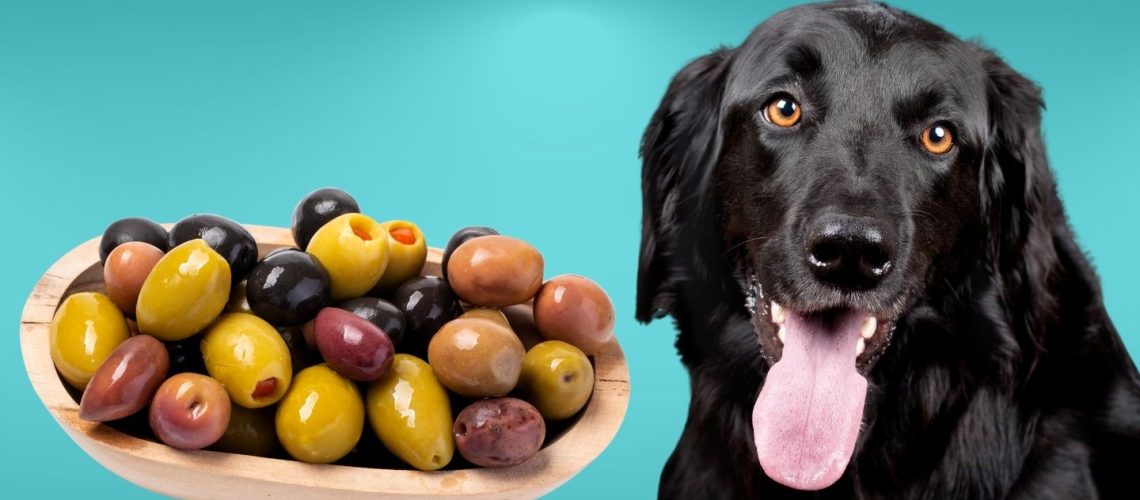 Can Dogs Eat olives?