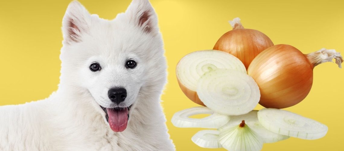 Can Dogs Eat Onion? The Truth About Onion Toxicity