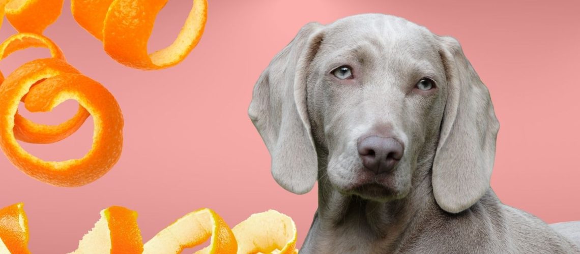 Can Dogs Eat orange peels?