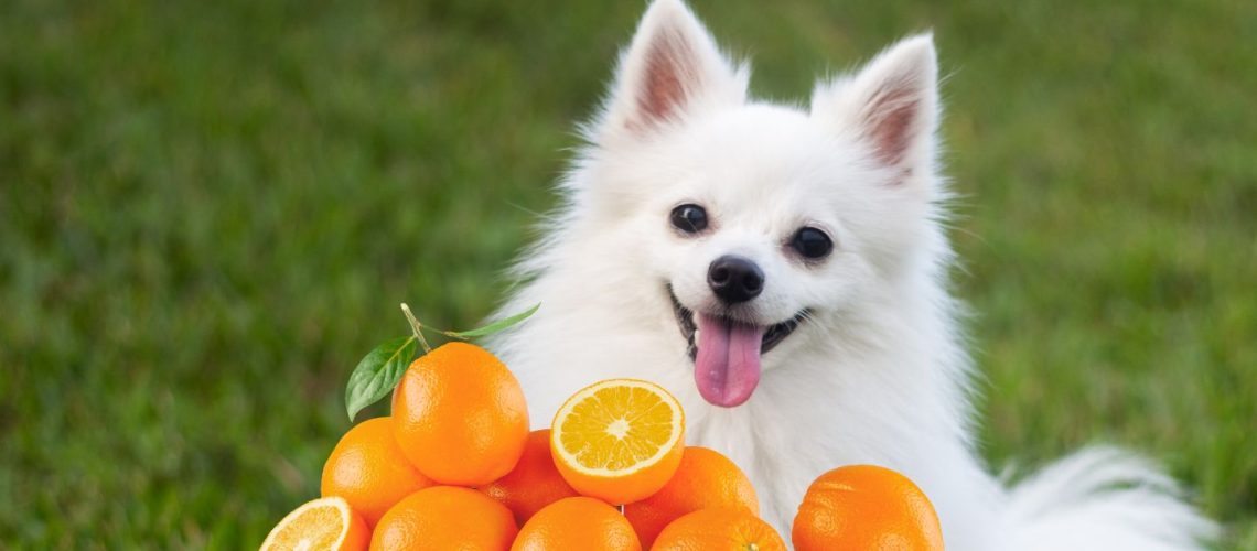 Can Dogs Eat Oranges? A Comprehensive Guide