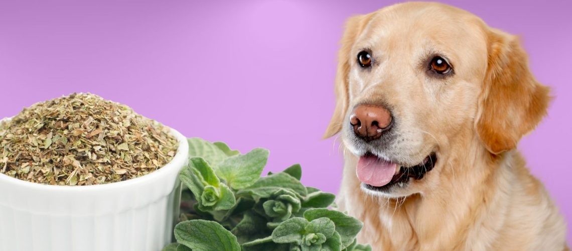 Can Dogs Eat oregano?