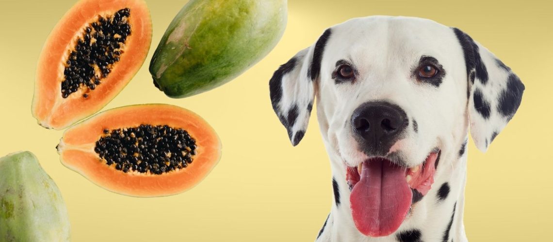 Can Dogs Eat papaya?