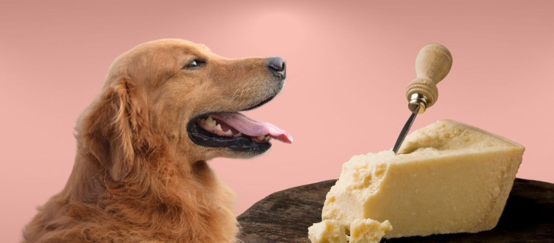 Can Dogs Eat parmesan cheese?