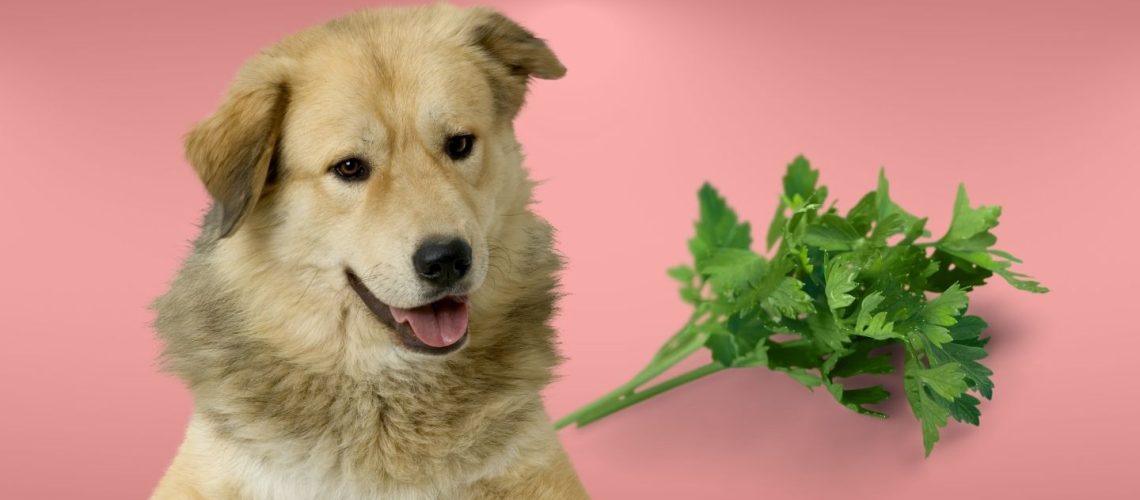 Can Dogs Eat parsley?