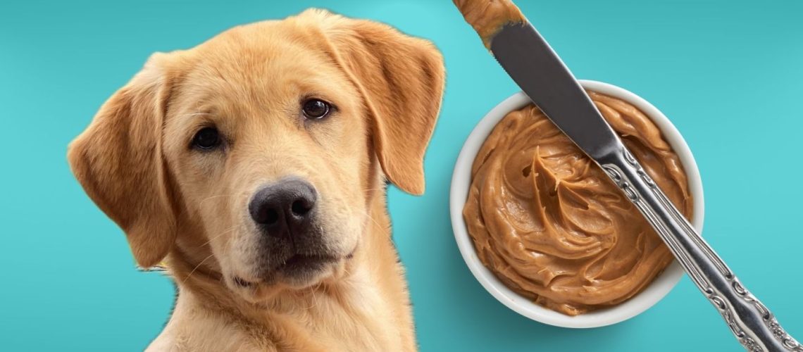 Can Dogs Eat peanut butter?