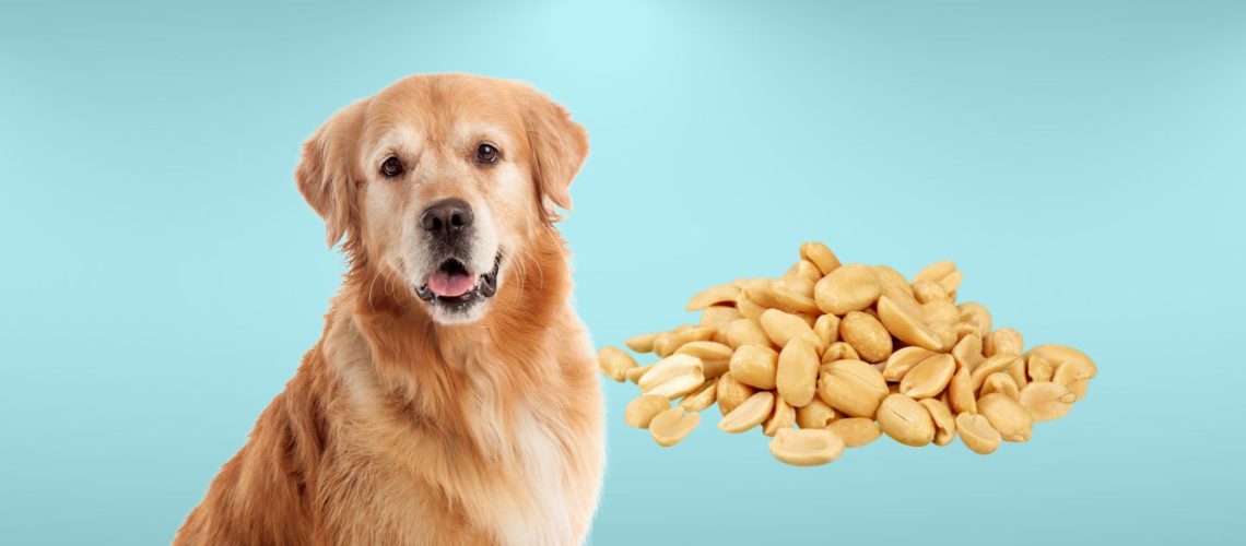 Can Dogs Eat Peanuts? The Risks and Benefits