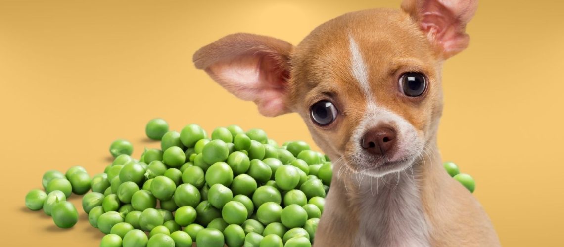 Can Dogs Eat peas?