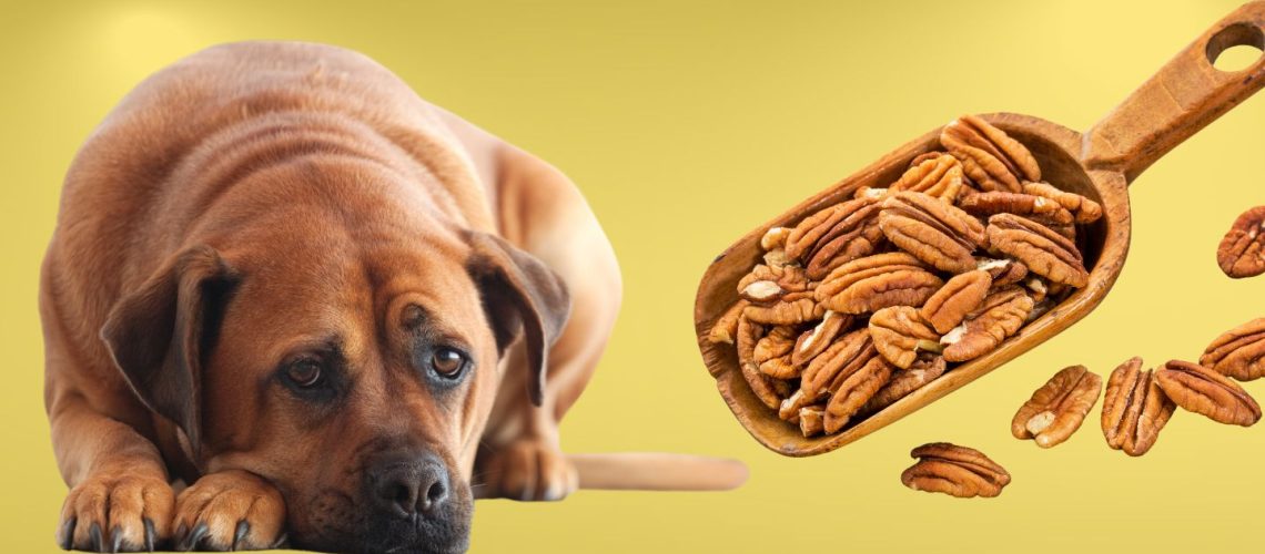 Can Dogs Eat pecans?