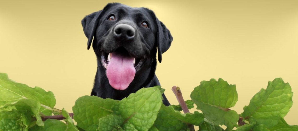 Can Dogs Eat peppermint?