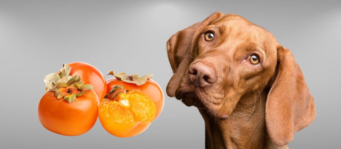 Can Dogs Eat Persimmons? A Comprehensive Guide