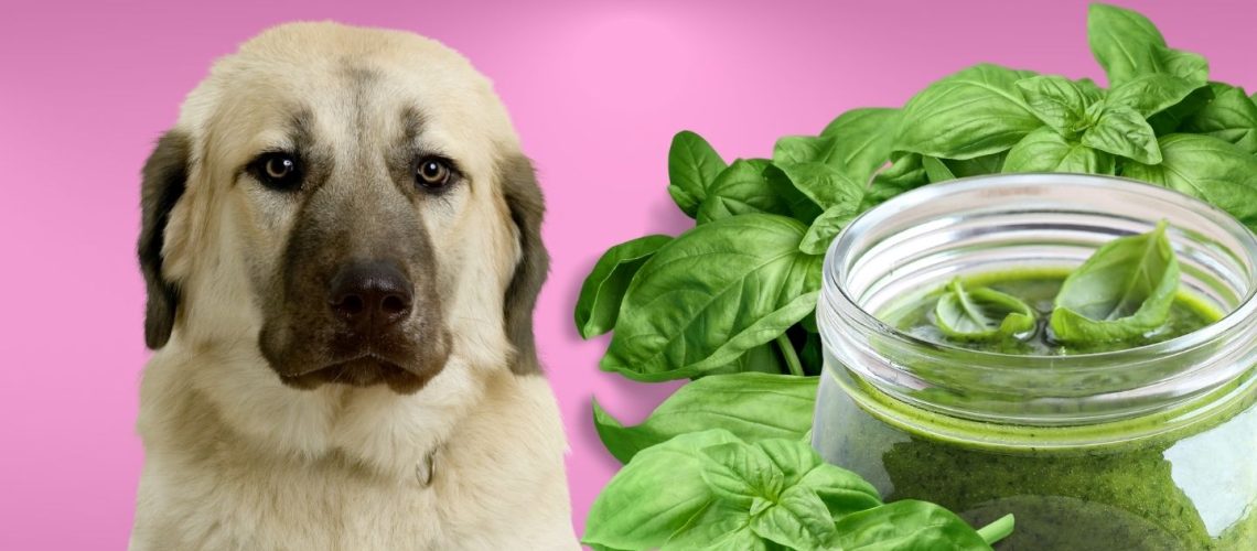 Can Dogs Eat pesto?