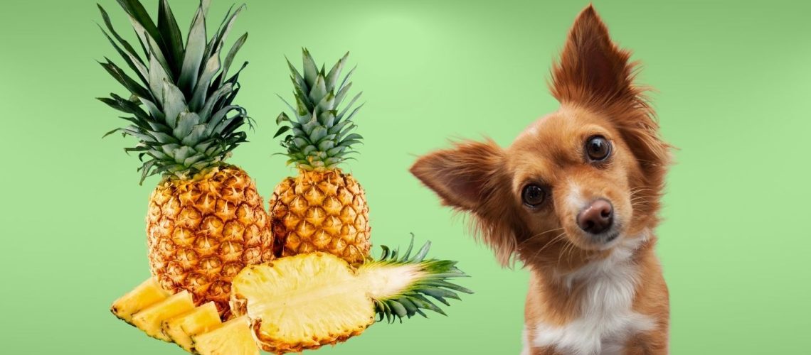 Can Dogs Eat pineapple?