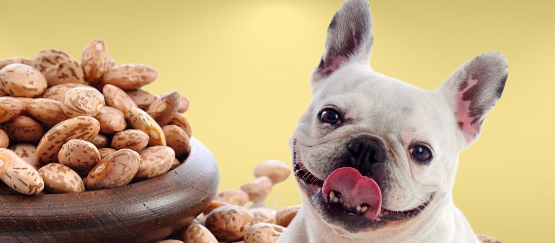 Can Dogs Eat pinto beans?