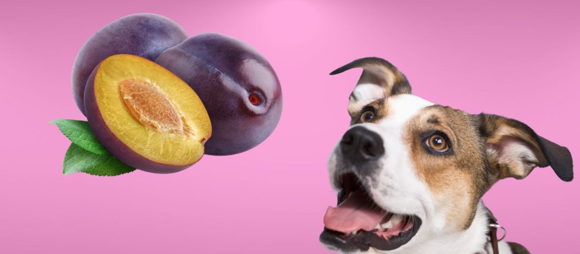 Can Dogs Eat plums?